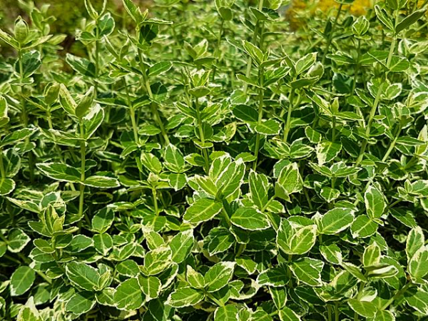 Euonymus fortunei "Emerald Gaiety" - (Weißbunte Kriechspindel),